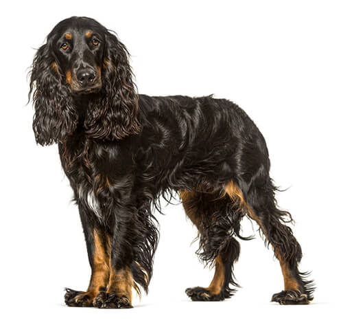 Field bred best sale american cocker spaniel